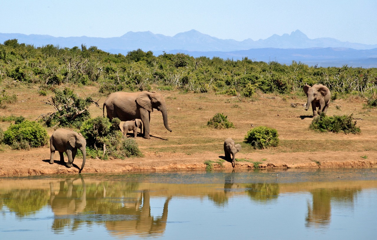 south-africa